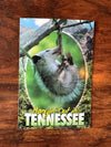 HANGIN' OUT IN TENNESSEE POSTCARD